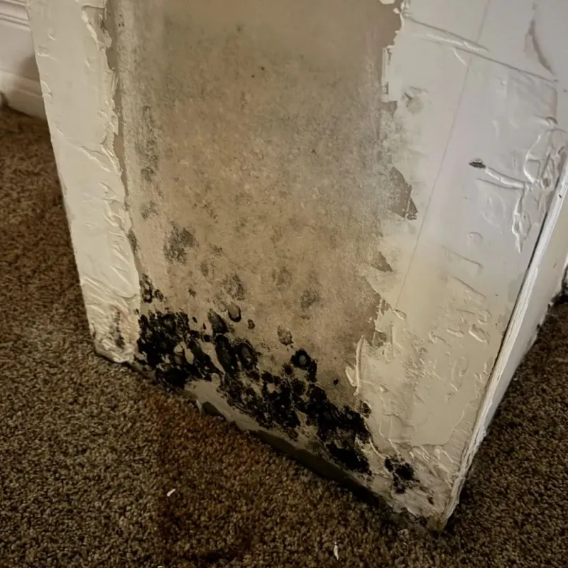 Professional Mold Removal in Terrell County, TX
